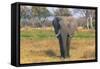 Botswana. Okavango Delta. Khwai Concession. Elephant Grazing Near the Khwai River-Inger Hogstrom-Framed Stretched Canvas