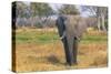 Botswana. Okavango Delta. Khwai Concession. Elephant Grazing Near the Khwai River-Inger Hogstrom-Stretched Canvas