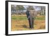 Botswana. Okavango Delta. Khwai Concession. Elephant Grazing Near the Khwai River-Inger Hogstrom-Framed Photographic Print