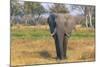 Botswana. Okavango Delta. Khwai Concession. Elephant Grazing Near the Khwai River-Inger Hogstrom-Mounted Photographic Print