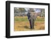 Botswana. Okavango Delta. Khwai Concession. Elephant Grazing Near the Khwai River-Inger Hogstrom-Framed Photographic Print