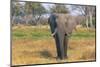 Botswana. Okavango Delta. Khwai Concession. Elephant Grazing Near the Khwai River-Inger Hogstrom-Mounted Photographic Print