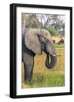 Botswana. Okavango Delta. Khwai Concession. Elephant Grazing Near the Khwai River-Inger Hogstrom-Framed Photographic Print