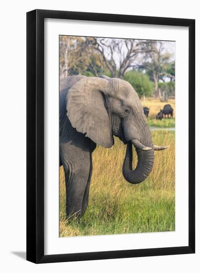 Botswana. Okavango Delta. Khwai Concession. Elephant Grazing Near the Khwai River-Inger Hogstrom-Framed Photographic Print