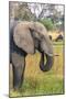 Botswana. Okavango Delta. Khwai Concession. Elephant Grazing Near the Khwai River-Inger Hogstrom-Mounted Photographic Print