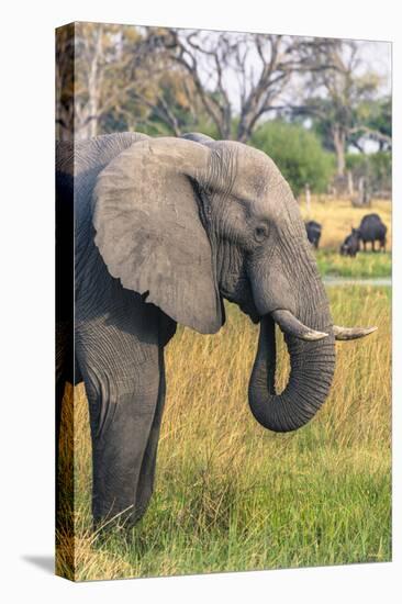 Botswana. Okavango Delta. Khwai Concession. Elephant Grazing Near the Khwai River-Inger Hogstrom-Stretched Canvas