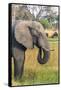 Botswana. Okavango Delta. Khwai Concession. Elephant Grazing Near the Khwai River-Inger Hogstrom-Framed Stretched Canvas