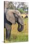 Botswana. Okavango Delta. Khwai Concession. Elephant Grazing Near the Khwai River-Inger Hogstrom-Stretched Canvas