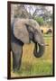 Botswana. Okavango Delta. Khwai Concession. Elephant Grazing Near the Khwai River-Inger Hogstrom-Framed Photographic Print