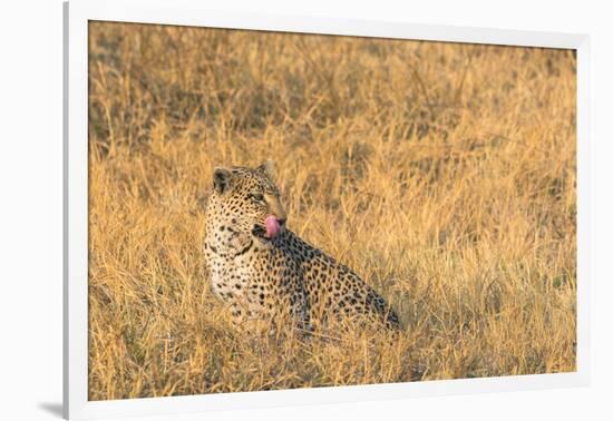 Botswana. Okavango Delta. Khwai Concession. Female Leopard in the Tall Grass-Inger Hogstrom-Framed Photographic Print