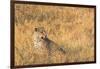 Botswana. Okavango Delta. Khwai Concession. Female Leopard in the Tall Grass-Inger Hogstrom-Framed Photographic Print