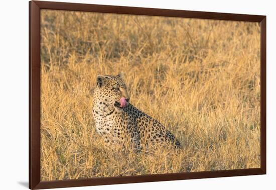 Botswana. Okavango Delta. Khwai Concession. Female Leopard in the Tall Grass-Inger Hogstrom-Framed Photographic Print