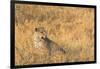 Botswana. Okavango Delta. Khwai Concession. Female Leopard in the Tall Grass-Inger Hogstrom-Framed Photographic Print