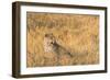 Botswana. Okavango Delta. Khwai Concession. Female Leopard in the Tall Grass-Inger Hogstrom-Framed Photographic Print