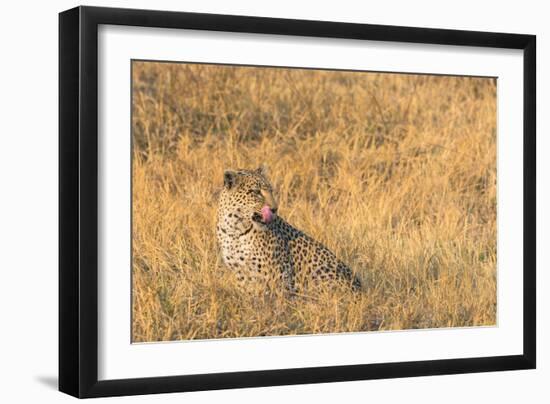 Botswana. Okavango Delta. Khwai Concession. Female Leopard in the Tall Grass-Inger Hogstrom-Framed Photographic Print