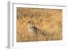 Botswana. Okavango Delta. Khwai Concession. Female Leopard in the Tall Grass-Inger Hogstrom-Framed Photographic Print