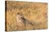 Botswana. Okavango Delta. Khwai Concession. Female Leopard in the Tall Grass-Inger Hogstrom-Stretched Canvas
