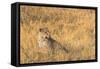 Botswana. Okavango Delta. Khwai Concession. Female Leopard in the Tall Grass-Inger Hogstrom-Framed Stretched Canvas