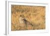 Botswana. Okavango Delta. Khwai Concession. Female Leopard in the Tall Grass-Inger Hogstrom-Framed Photographic Print