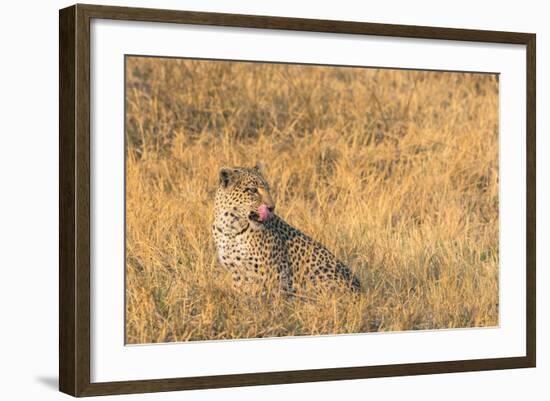 Botswana. Okavango Delta. Khwai Concession. Female Leopard in the Tall Grass-Inger Hogstrom-Framed Photographic Print