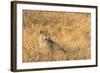 Botswana. Okavango Delta. Khwai Concession. Female Leopard in the Tall Grass-Inger Hogstrom-Framed Photographic Print