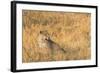 Botswana. Okavango Delta. Khwai Concession. Female Leopard in the Tall Grass-Inger Hogstrom-Framed Photographic Print