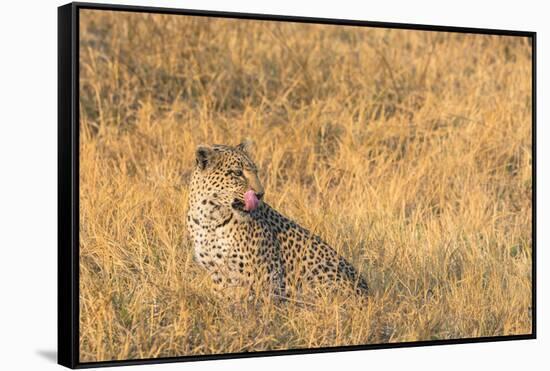 Botswana. Okavango Delta. Khwai Concession. Female Leopard in the Tall Grass-Inger Hogstrom-Framed Stretched Canvas