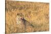 Botswana. Okavango Delta. Khwai Concession. Female Leopard in the Tall Grass-Inger Hogstrom-Stretched Canvas