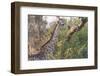 Botswana. Okavango Delta. Khwai Concession. Giraffe-Inger Hogstrom-Framed Photographic Print