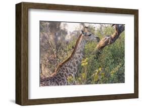 Botswana. Okavango Delta. Khwai Concession. Giraffe-Inger Hogstrom-Framed Photographic Print