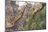 Botswana. Okavango Delta. Khwai Concession. Giraffe-Inger Hogstrom-Mounted Photographic Print