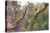 Botswana. Okavango Delta. Khwai Concession. Giraffe-Inger Hogstrom-Stretched Canvas