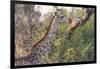 Botswana. Okavango Delta. Khwai Concession. Giraffe-Inger Hogstrom-Framed Photographic Print