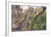 Botswana. Okavango Delta. Khwai Concession. Giraffe-Inger Hogstrom-Framed Photographic Print