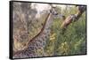 Botswana. Okavango Delta. Khwai Concession. Giraffe-Inger Hogstrom-Framed Stretched Canvas