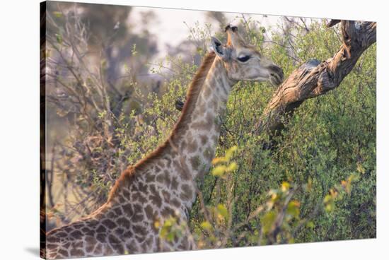 Botswana. Okavango Delta. Khwai Concession. Giraffe-Inger Hogstrom-Stretched Canvas