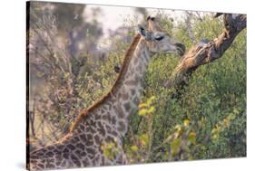 Botswana. Okavango Delta. Khwai Concession. Giraffe-Inger Hogstrom-Stretched Canvas
