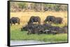 Botswana. Okavango Delta. Khwai Concession. Herd of Cape Buffalo-Inger Hogstrom-Framed Stretched Canvas