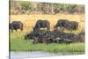 Botswana. Okavango Delta. Khwai Concession. Herd of Cape Buffalo-Inger Hogstrom-Stretched Canvas