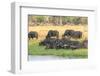 Botswana. Okavango Delta. Khwai Concession. Herd of Cape Buffalo-Inger Hogstrom-Framed Photographic Print