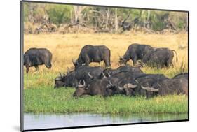 Botswana. Okavango Delta. Khwai Concession. Herd of Cape Buffalo-Inger Hogstrom-Mounted Photographic Print