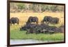 Botswana. Okavango Delta. Khwai Concession. Herd of Cape Buffalo-Inger Hogstrom-Framed Photographic Print