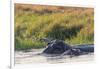 Botswana. Okavango Delta. Khwai Concession. Hippo Mother and Baby in the Khwai River-Inger Hogstrom-Framed Photographic Print