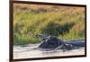 Botswana. Okavango Delta. Khwai Concession. Hippo Mother and Baby in the Khwai River-Inger Hogstrom-Framed Photographic Print