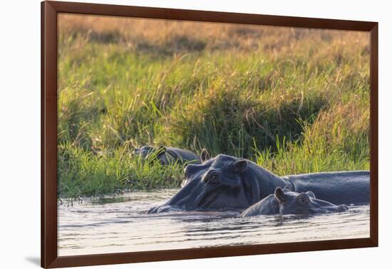 Botswana. Okavango Delta. Khwai Concession. Hippo Mother and Baby in the Khwai River-Inger Hogstrom-Framed Photographic Print
