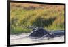 Botswana. Okavango Delta. Khwai Concession. Hippo Mother and Baby in the Khwai River-Inger Hogstrom-Framed Photographic Print