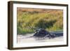 Botswana. Okavango Delta. Khwai Concession. Hippo Mother and Baby in the Khwai River-Inger Hogstrom-Framed Photographic Print