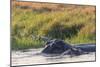 Botswana. Okavango Delta. Khwai Concession. Hippo Mother and Baby in the Khwai River-Inger Hogstrom-Mounted Photographic Print