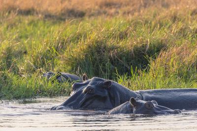 https://imgc.allpostersimages.com/img/posters/botswana-okavango-delta-khwai-concession-hippo-mother-and-baby-in-the-khwai-river_u-L-Q13ASMI0.jpg?artPerspective=n