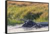 Botswana. Okavango Delta. Khwai Concession. Hippo Mother and Baby in the Khwai River-Inger Hogstrom-Framed Stretched Canvas